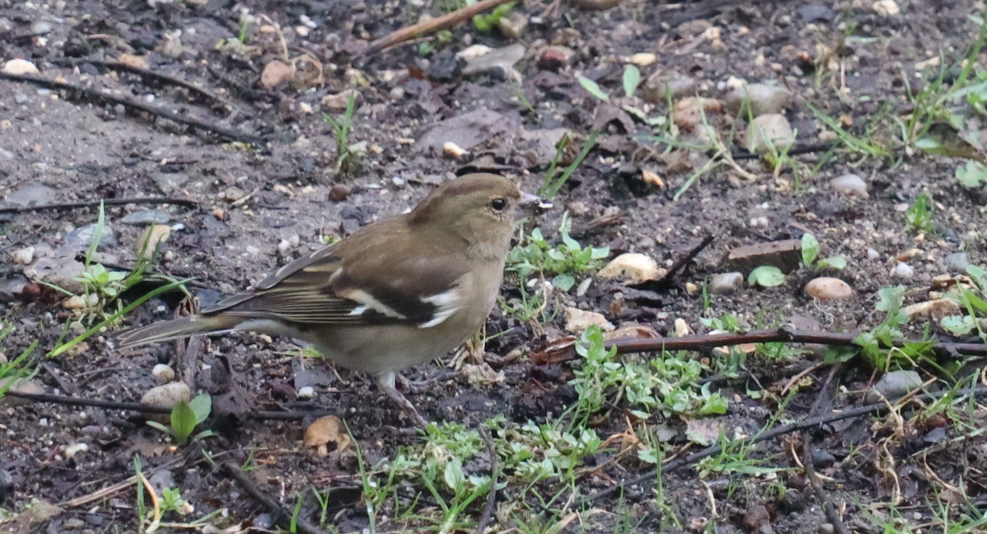 proMugl Buchfink weiblich